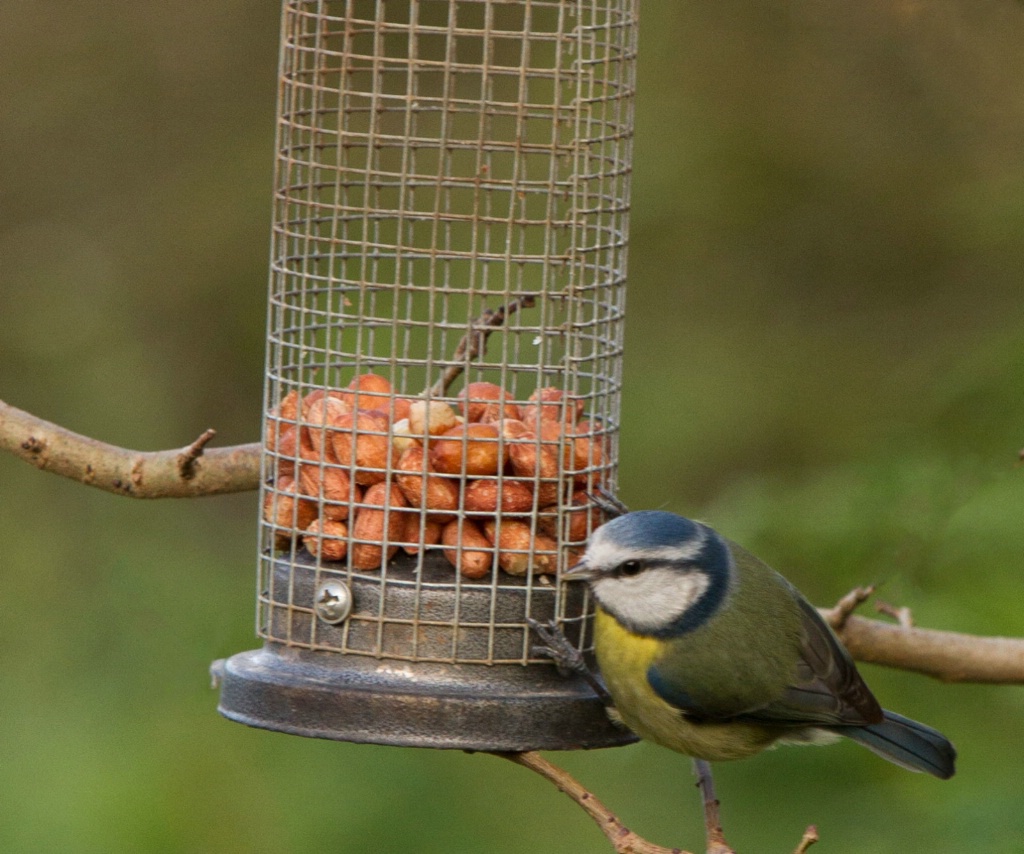 Blue Tit on the Feeder