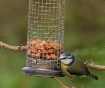 Blue Tit on the F...