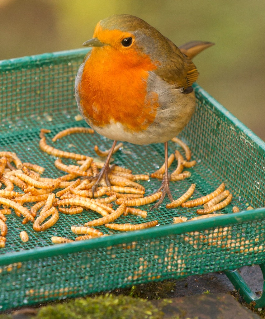 My New Feathered Friend - ID: 15518445 © Susan Gallagher