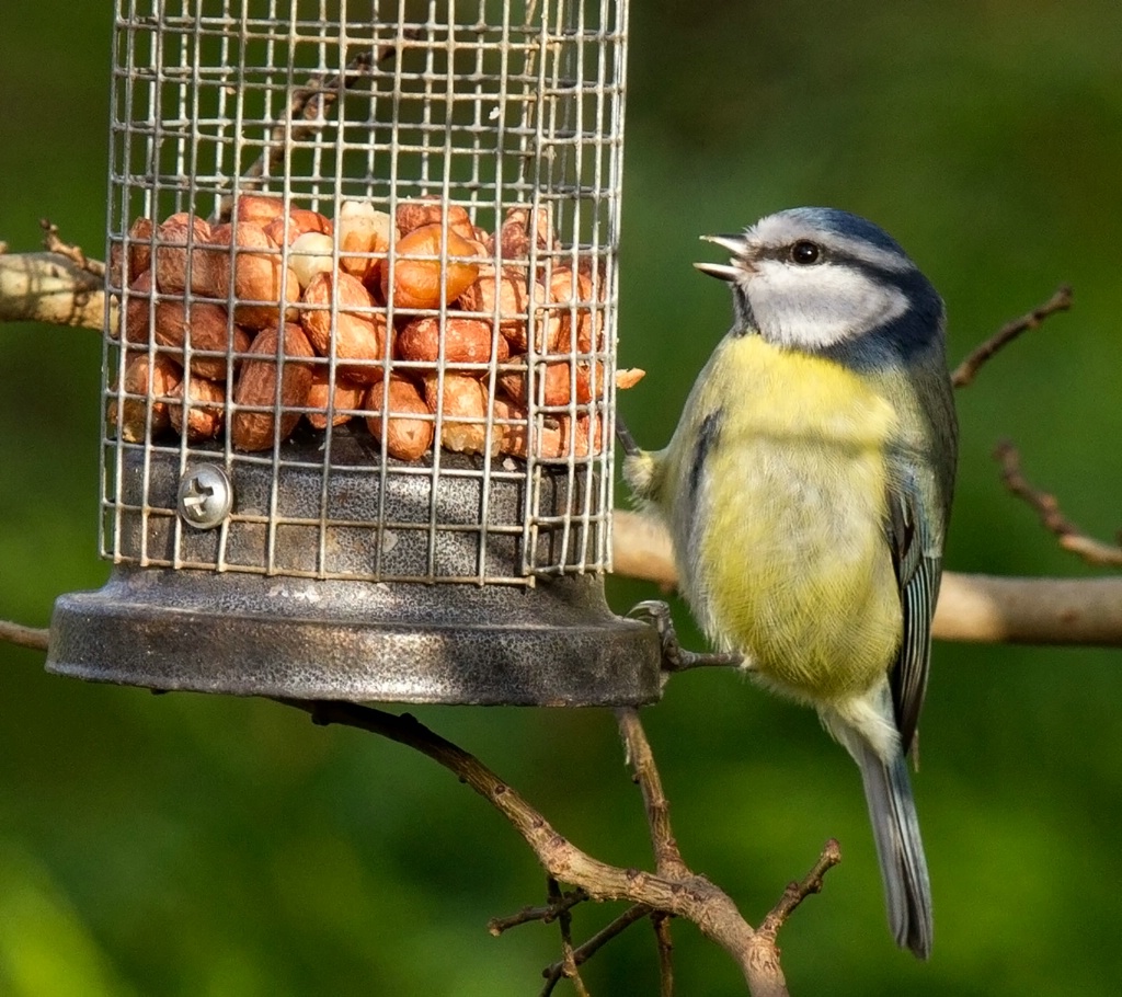 Sing for your Supper - ID: 15518895 © Susan Gallagher