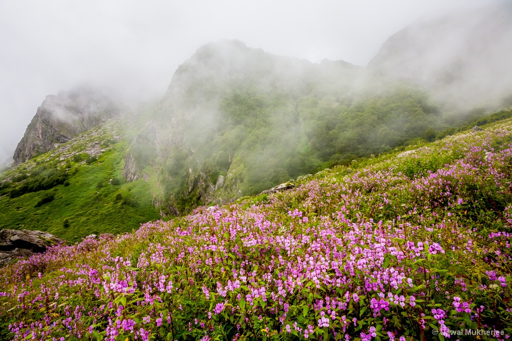 Valley Of Flowers