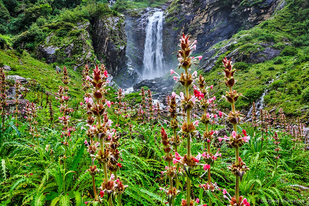 Valley Of Flowers