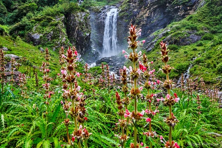 Valley Of Flowers