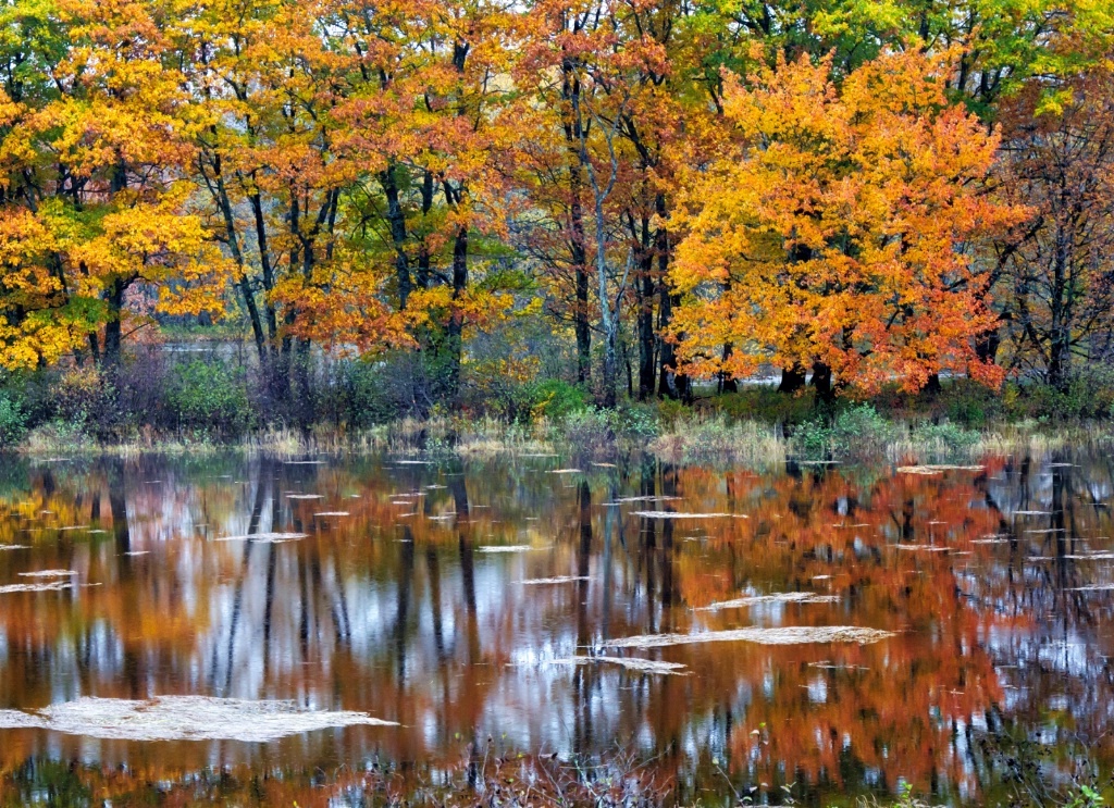 Autumn Reflections II