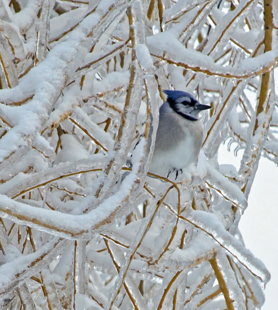 Blue Jay in Willow