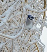 Blue Jay in Willo...