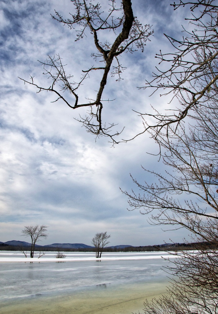 Marsh Trees