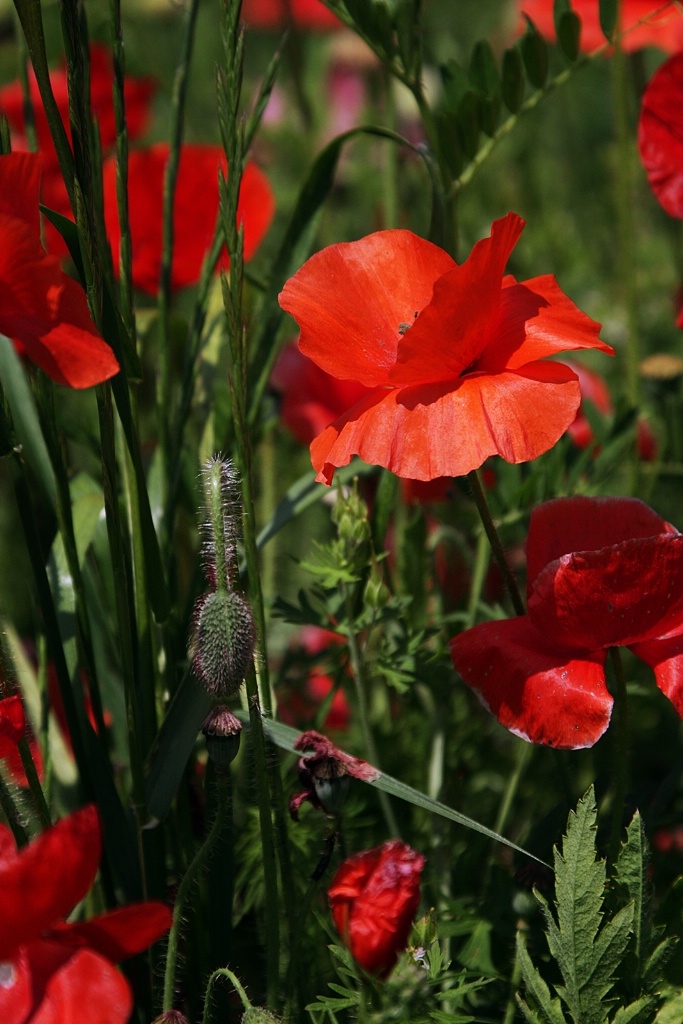 Red In tThe Grass