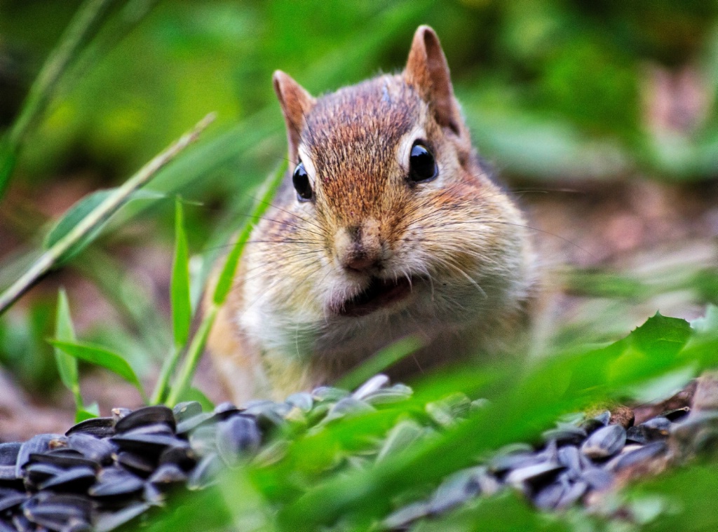 Chipmunk Fill-up