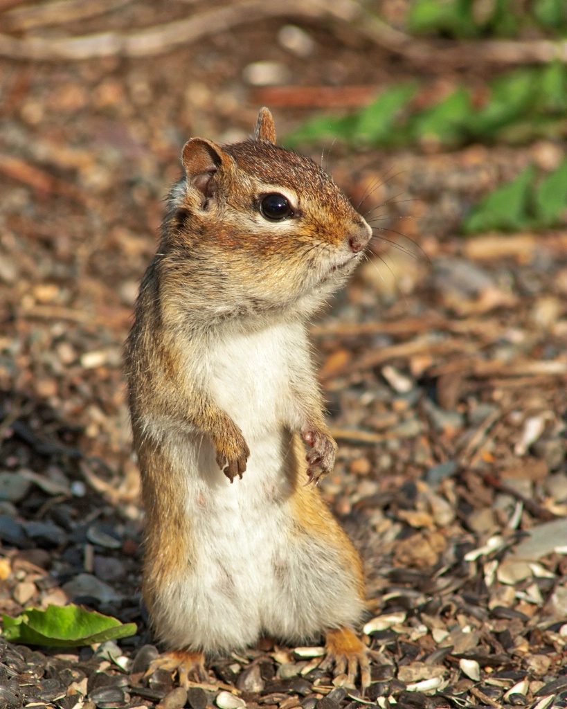 Chipmunk Attitude