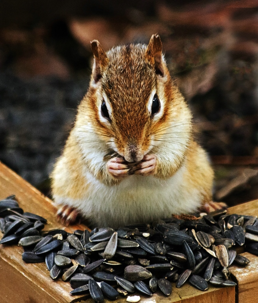 Chipmunk Feast