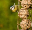 BlueTit Feeding o...