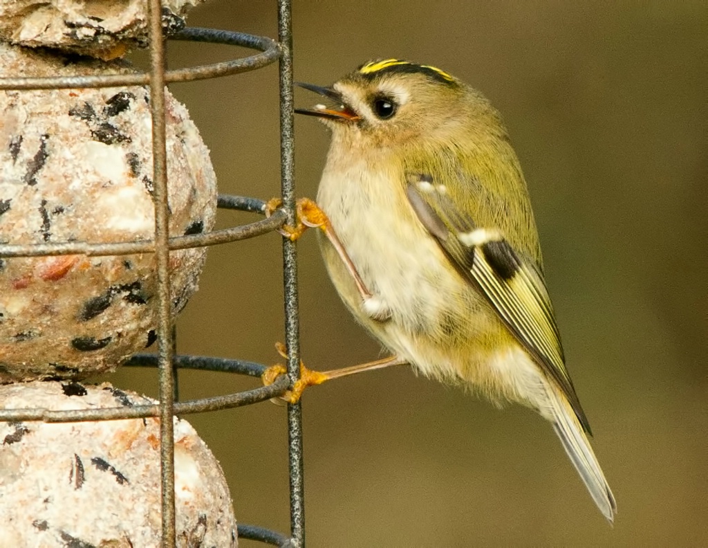 Goldcrest on Feeder