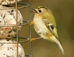 Goldcrest on Feed...