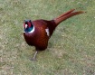 Male Pheasant