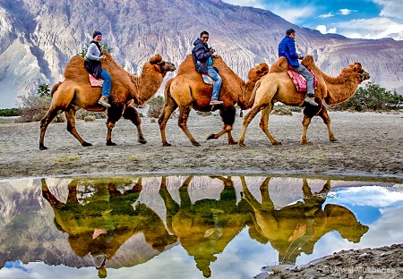 Camel Ride in Nubra 