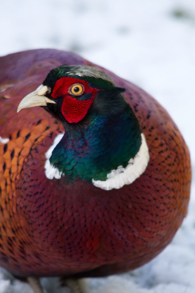 Pheasant in the Snow