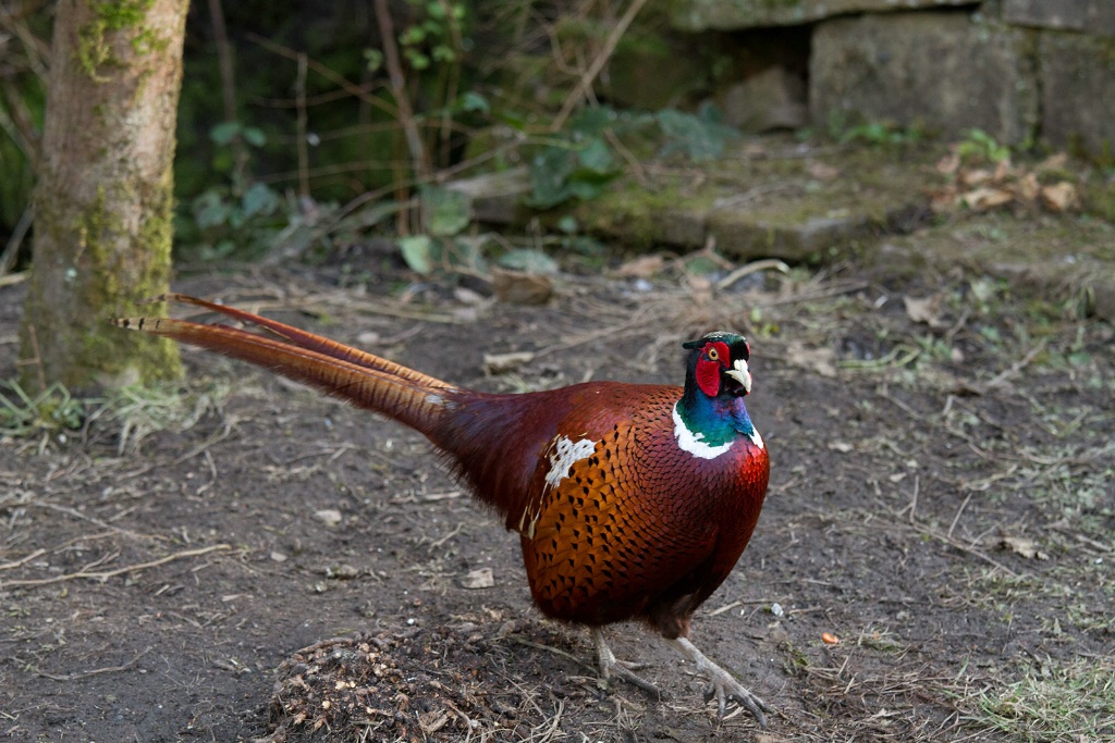 Pheasant Down From the Field