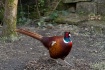 Pheasant Down Fro...