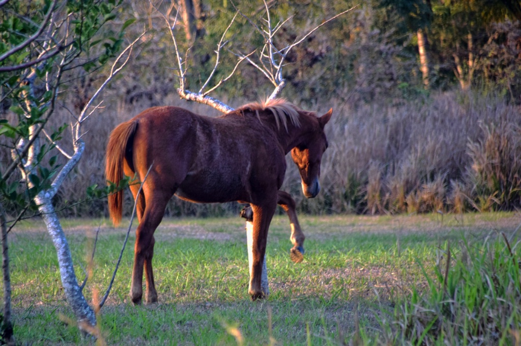 A  HORSE