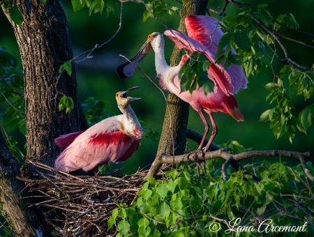 Roseate Spoonbill Stick Exchange