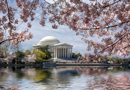 Cherry Blossoms in DC