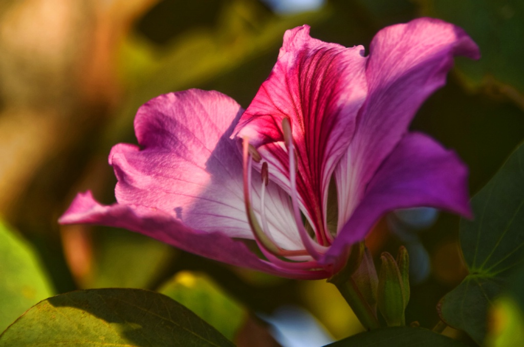 PURPLE  FLOWER