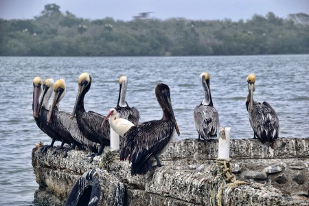 PELICANS  IN  CONFERENCE