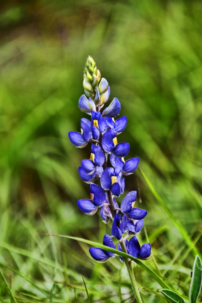 BLUE  WILDFLOWER