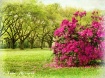 Azaleas Are Bloom...