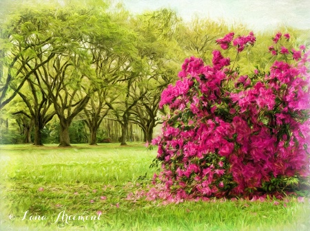 Azaleas Are Blooming