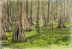Cypress Trees