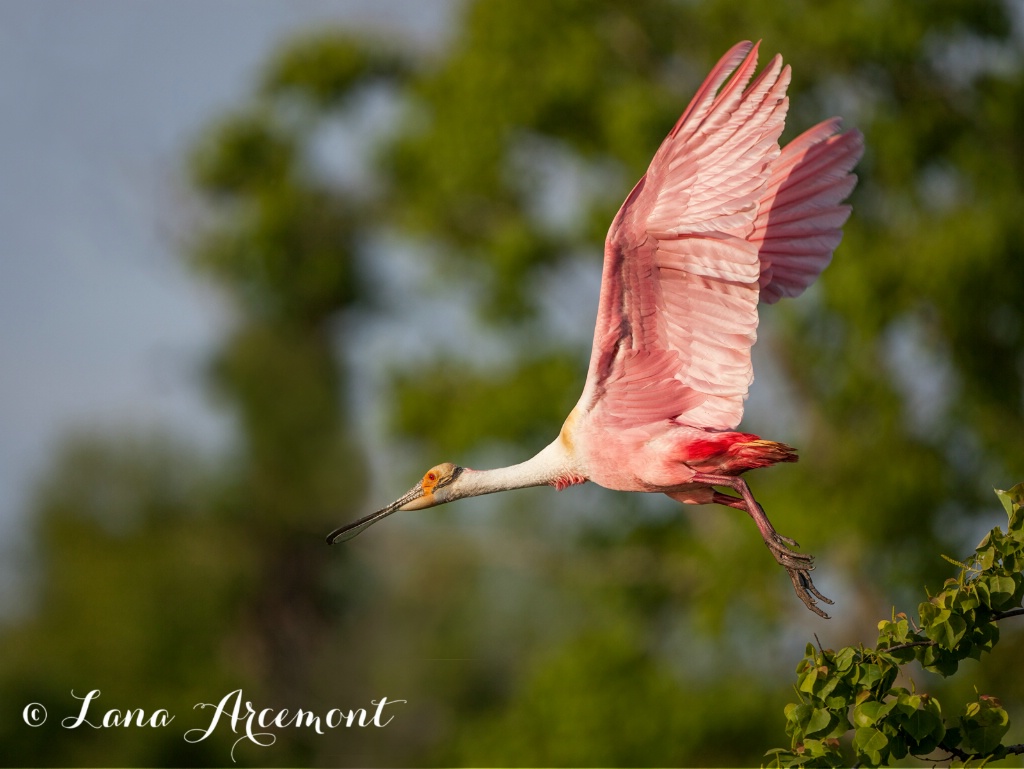 Roseate Spoonbill