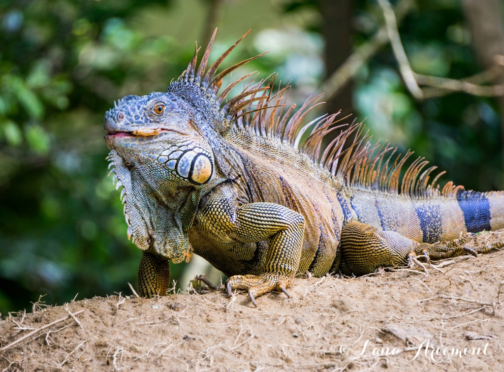 Iguana