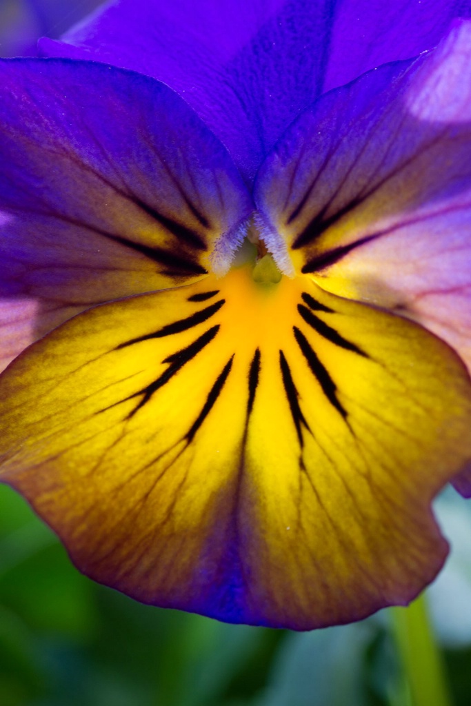 Viola Flower