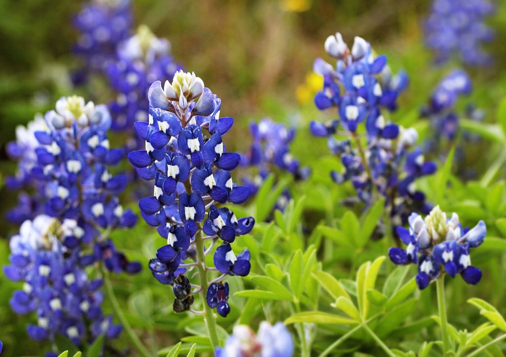 Bleubonnets Sublime