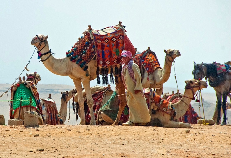 Camels for Hire - ID: 15549644 © Ann H. Belus
