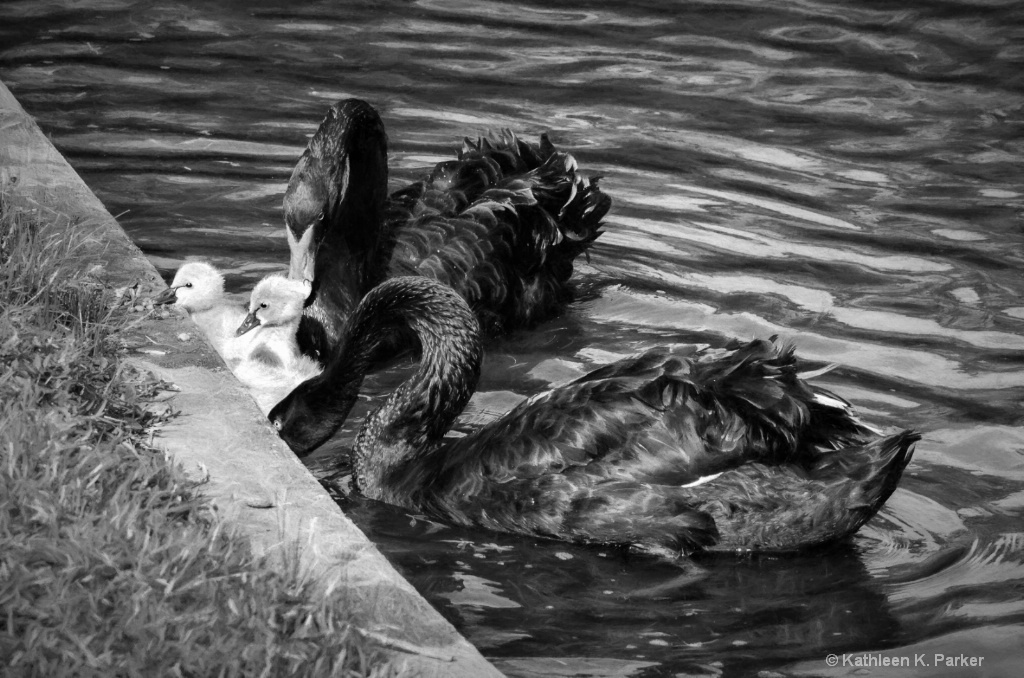 Portrait of a Swan Family - ID: 15550972 © Kathleen K. Parker