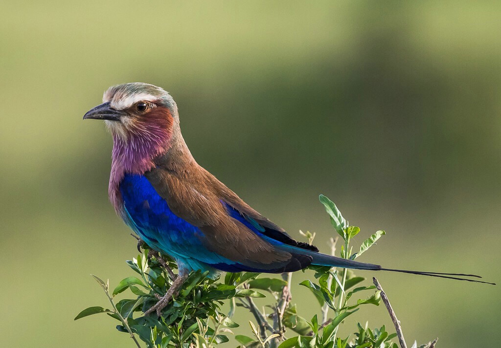 Lilac-breasted Roller