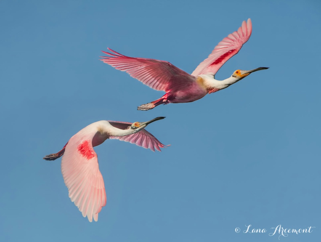 Spoonbill Flight