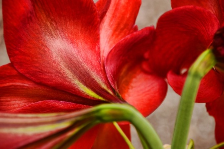 PETALS OF A LIRIO