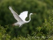 To The Nest