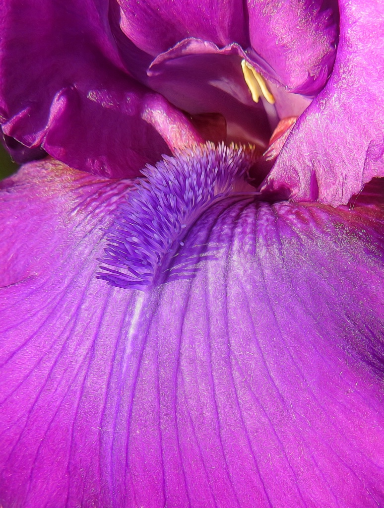 Iris Petal