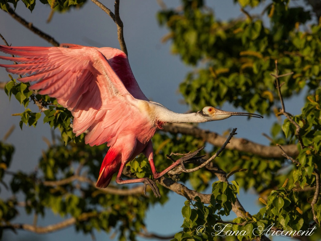 Landing