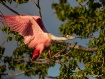 Landing