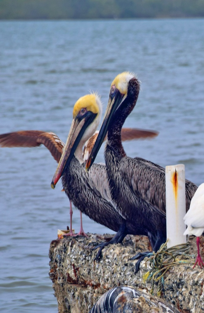 TWO BROWN PELICANS