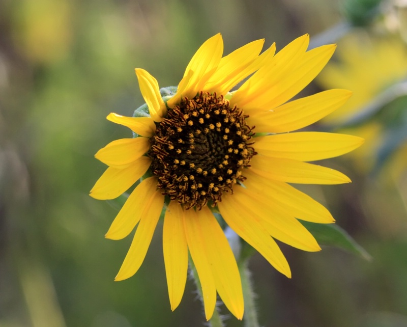 The Beauty Of A Simple Sunflower