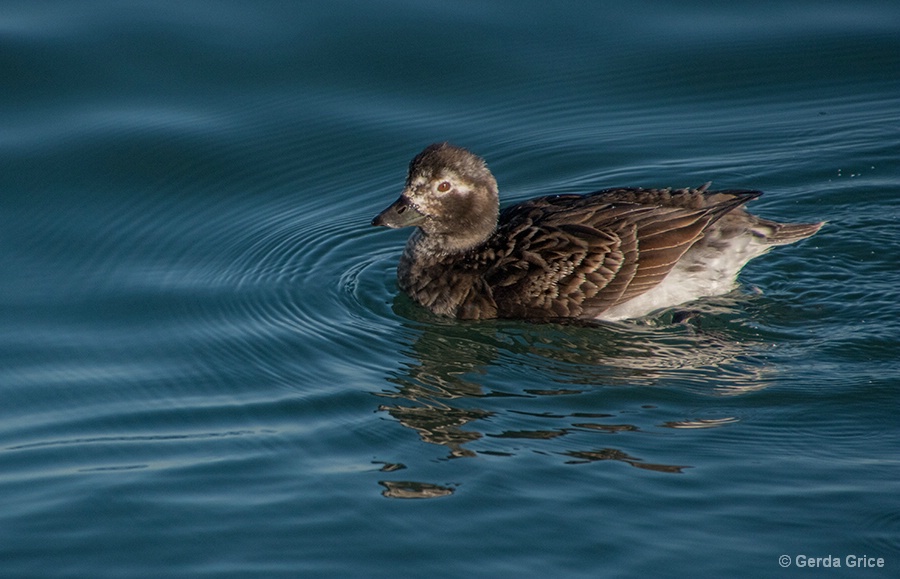 Female Long Tail Duck