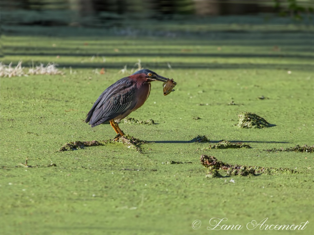 Green Heron With A Fish