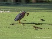 Green Heron With ...